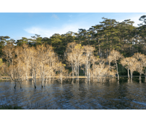 shelby township mi flood insurance - flooded trees