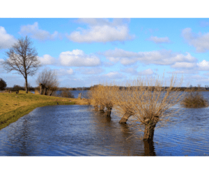 Flood Zone B - trees sticking out of water