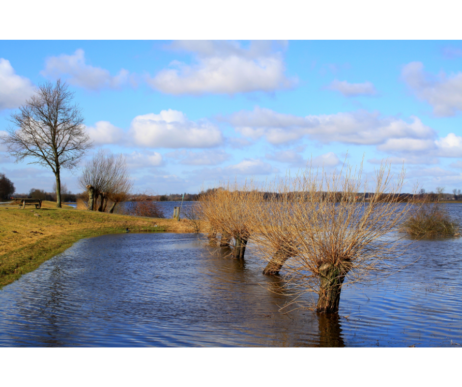 Flood Zone B Insurance - trees sticking out of water